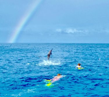 Finding the rainbow connection while diving with dolphins in Mauritius. June 2017 · ･…