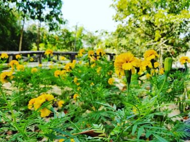 #khmer #flowers #nice #photography #bnesimppl #cambodia #plants #happy #cute #nicepic #new #tree #yellow #fresh…