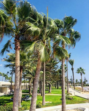 #myamazingcyprus #island #mediterranean #travel #holiday #sunset #larnaka #larnaca #palms #instagood #goodlife #summer # #traveling…