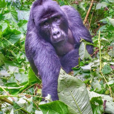 2015 Uganda un esperienza indimenticabile:l’incontro con i gorilla di Montagna! I suoi occhi rimarranno…