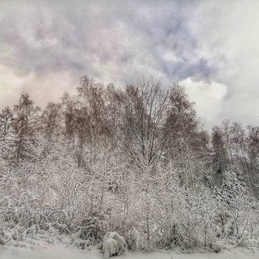 #the_mobile_gallery #bnesimppl #pic #picoftheday #photo #photooftheday #winter #chilling #instagood #streetphotography #snow #tree #naturephotography #travelgram…