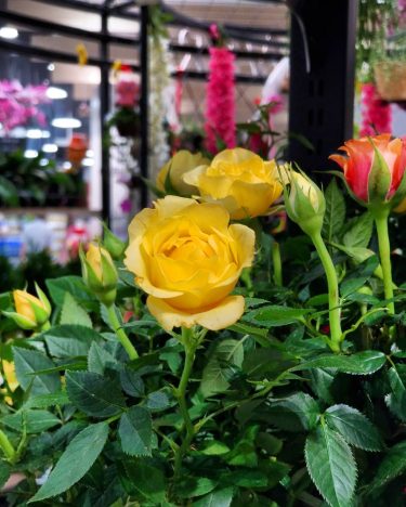 Yellow lover #khmer #flowers #nice #photography #bnesimppl #cambodia #plants #happy #cute #nicepic #new #tree…