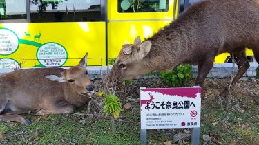 Feasting on government property. . #NaraPark #Nara #Kansai #Japan #travel #travelgram #instatravel #visitjapanjp #wanderlust…