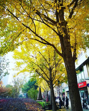 Autumn @Shanghai . . . #travels #traveldiary #igtravels #journey #instatravel #instalike #instasg #visualfinder #instaphoto…