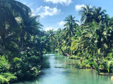 ️[RIVER] Des palmiers à perte de vue ???????? • • • #philippines #siargao #travel…