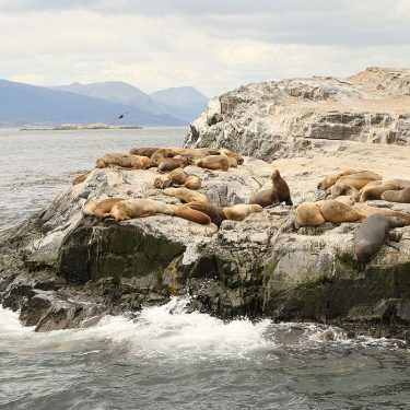 #sealion #patagonia #latinamerica #ushuaia #southamerica #argentina #trip #travel #travelphotography #traveller #photo #photographer #photography #landscape…