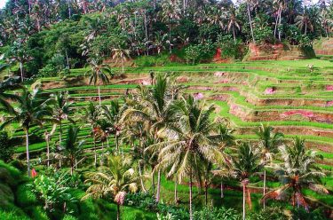 Rice terraces Bali #bali #rice #indonesia #bnesimppl #nature #naturephotography #asia #travel #destination #travelphotography #travelblogger…