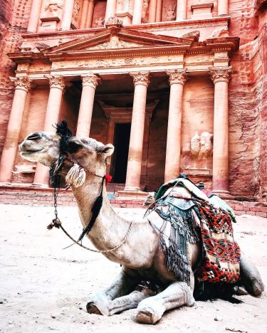 Happy Hump Day from this sweet camel taking a rest in front of the…
