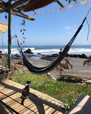 Surf guard! . . #cat #guard #surfing #puntadelobos #pichilemu #surf #beach #beachlife #view #wine…