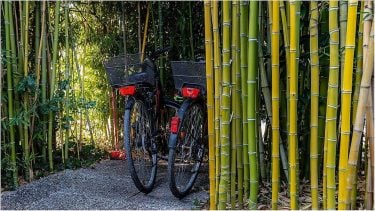 It is about colors #color #bamboo #green #cycle #ig_europe #discover_vacations #hello_worldpics #moodygrams #travellingthroughtheworld #tlpicks…