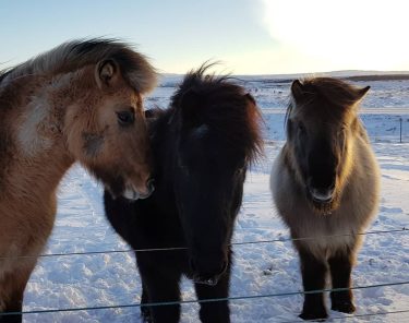 Look at this beatifull horses #iceland???????? #iceland #goldencircle #travelphotography #traveling #travelgram #travel #trip #voyage…