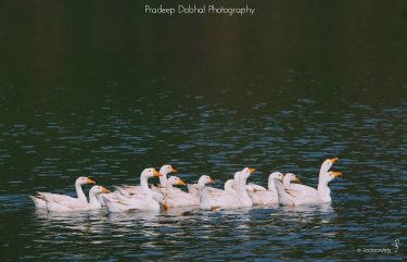 Ducks Of Nainital : @ #birdsofuttarakhand #birdsofindia #birdsofinstagram #birds #ducks #lake #naturephotography #naturelovers #birdsconservation…