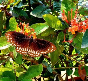 The big butterfly in India / Kerala, Chowara Ogromny motyl w Indiach (Kerala, Chowara)&hellip;