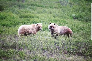 Getting to see all the wildlife in the national parks is amazing! Here is…