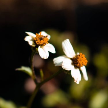 Every flower is a soul blossoming in nature . . . . . .…