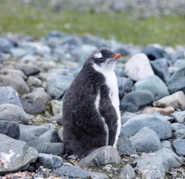 Gentoo Chick – . ????????. #penguin #penguinchick #gentoopenguin #gentoochick #antarctica #antarcticadventure #ardleyisland #antarcticpeninsula #antarcticwildlife…