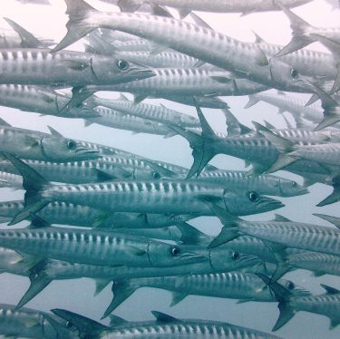 Barracudas in Sipadan #asia #sipadan #diving #underwaterphotography #underwater #marinelife #malaysia #bnesimppl #sea #nature #naturephotography…