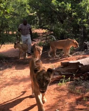 A Lion does not lose sleep over the opinions of a sheep!….Drums and lion…