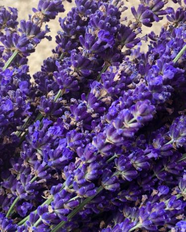 ???????? Provenza Giugno 2018 I colori e i profumi della lavanda nel massimo della…