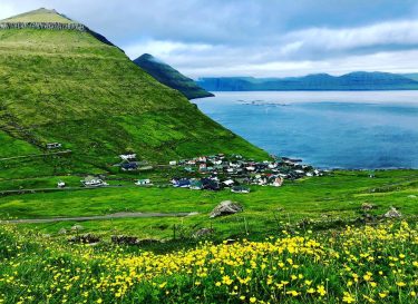 Did you know that the buttercup is the national flower of the Faroe Islands?…