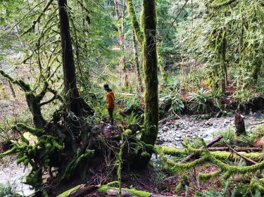 Canadian jungle