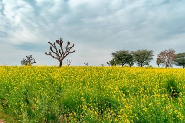 The Tree of #instagram  #life  #live  #photooftheday #nature  #landscapes  #landscape  #landscapephotography #photography  #landscape_captures  #landscape_lovers…