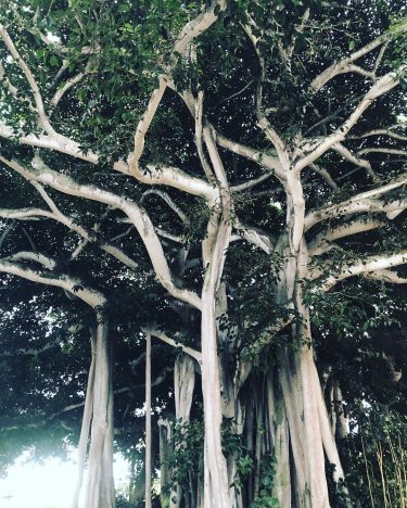 “Love is like a tree, it grows of its own accord, it puts down…