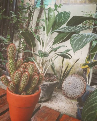 #hoianvietnam #hoian #cactus #vietnam #hoianoldtown #photography #travelblogger #travelphotography #travelgram #travellingthroughtheworld #bnesimppl