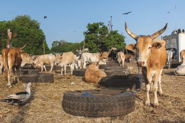 If you’ll ask me if the Gambia is an agricultural minded country, my answer&hellip;