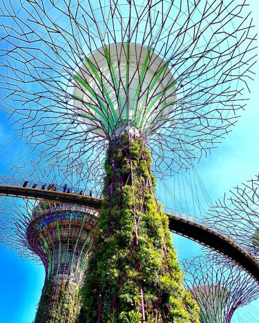 The future is here ???????? . . . . . . #supertree #gardensbythebay #singapore…