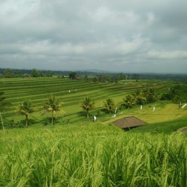 Desa jatiluwih merupakan desa wisata yg terletak di kabupaten Tabanan Bali,desa jatiluwih adalah desa&hellip;