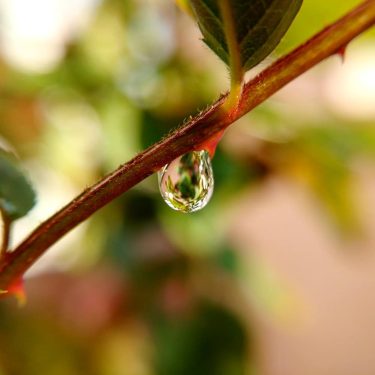 #waterdrops #macrophotography #macro_vision #macro_love #green #savewater #instalike #instapic #nature #naturephotography #photography #photooftheday #leaves #motograph…