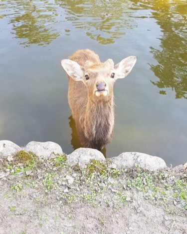 Look at mah #deer homie bathing. . #NaraPark #Nara #Kansai #Japan #travel #travelgram #instatravel…