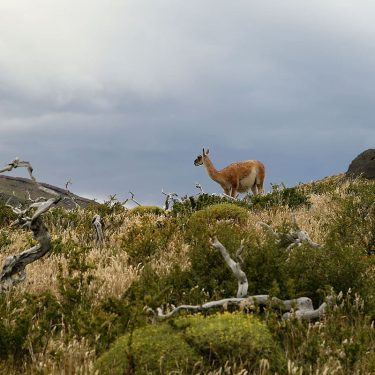 #guanaco #patagonia #chile #traveller #photographer #photography #photo #travel #instatrip #tourist #instaphoto #visiting #travelphoto #amazing&hellip;
