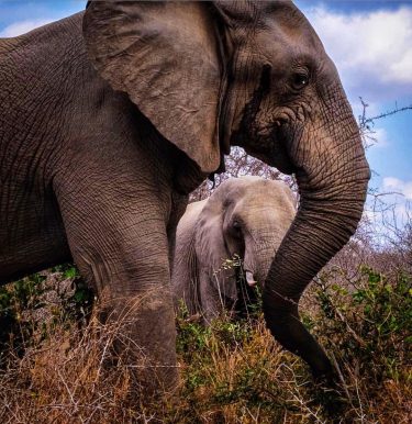 Elephants are also a symbol for keeping calm and having patience as elephants are…