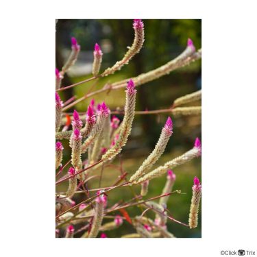 Flowers are the best subject for every photographer. How many of you agree? .…