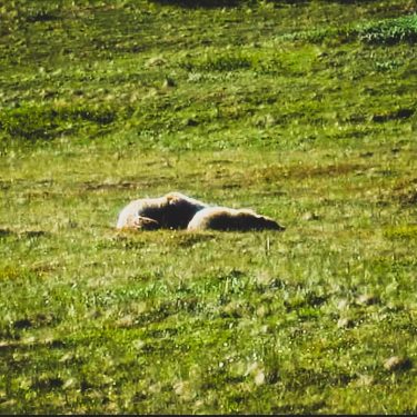 As we were hiking back to our site, we came across two Grizzlies laying…