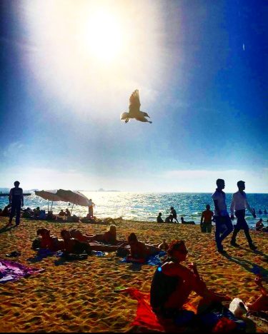 Fly so high #mydubai #kitebeachdubai #bird #freedome #phototakenbyme #righttime #captured #mydubai #pampam #pompella #pampamtravel&hellip;