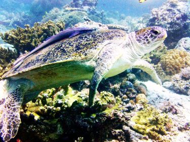 Turtle in Sipadan island waters #asia #sipadan #diving #underwaterphotography #underwater #marinelife #malaysia #bnesimppl #sea…
