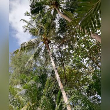 Island PALMS :) No filters used. #palm #palms #naturephotography #nature #naturelover #naturepic #nature_good #instanature…