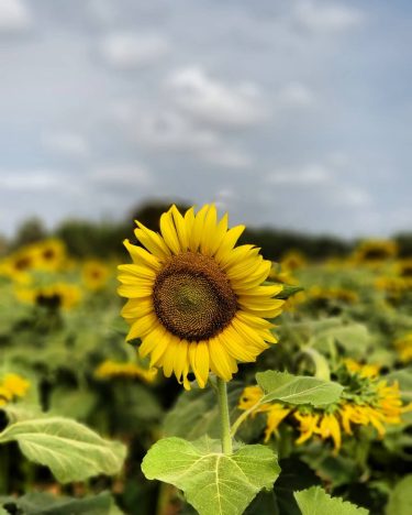 The sun flower #khmer #flower #nice #photography #bnesimppl #cambodia #plants #happy #cute #nicepic #new&hellip;