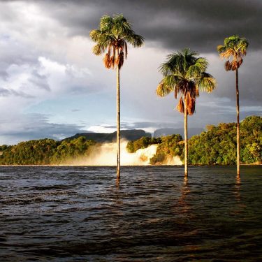 Palms in the Canaima lake, waterfalls day tepuy in the background #venezuela #canaima #falls…