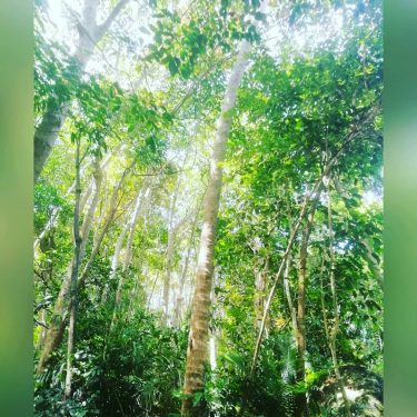 Pulau Tioman is thick jungle and beautifull beaches. I did a Beautifull 20 km…