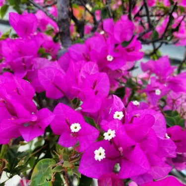 Paper flower #khmer #flowers #nice #photography #bnesimppl #cambodia #happy #color #cute #nicepic #new #tree…
