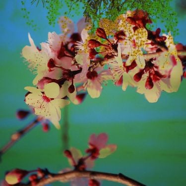 Mi naturaleza Mi universo físico La ecología de mis emociones En pleno equilibrio contigo…