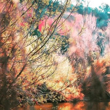 Is it safe, are we far for the mountains? We walk through the trees…