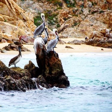 Pelicans living on the rock #mexico #cabosanlucas #bajacalifornia #pelican #wildlife #rocks #sea #bnesimppl #nature…