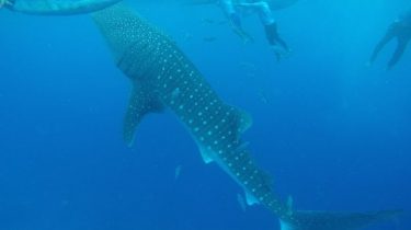 Some awesome videos I took on my go pro when I was in Cebu,…