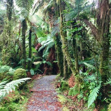 Westland Tai Poutini National Park; New Zealand #csmidlifegapyear #memories #travel #travelblogger #travelbug #tbt #photo…