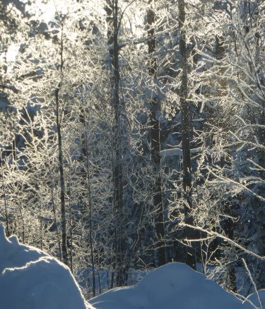 Morning light reflecting on falling snow between the trees. #morninglight @ #santaclausvillage , #finland…